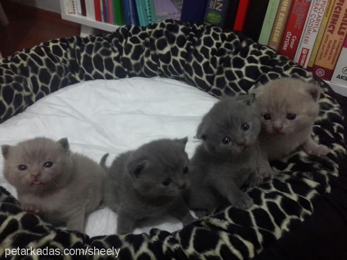 şila Dişi Scottish Fold