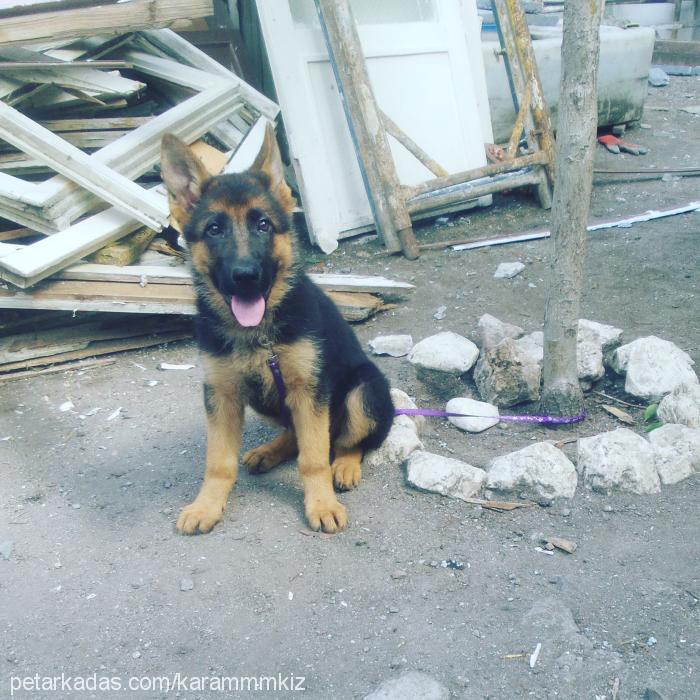 karam Dişi Alman Çoban Köpeği