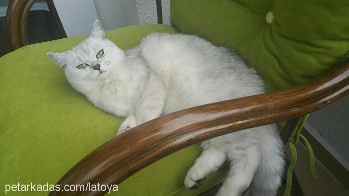 sissi Dişi British Shorthair