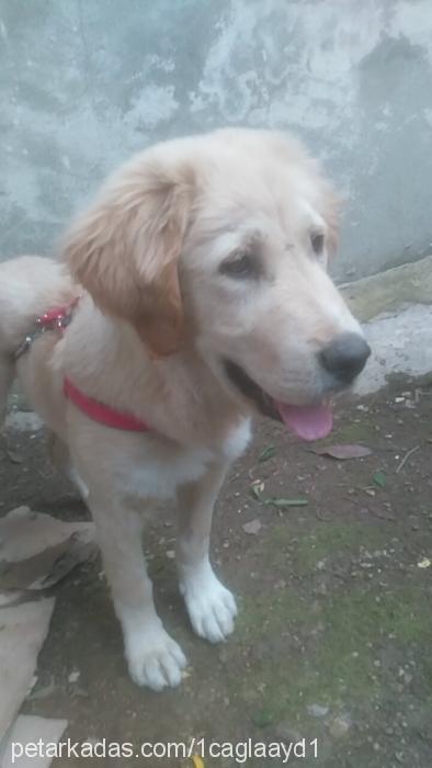 ceviz Erkek Golden Retriever