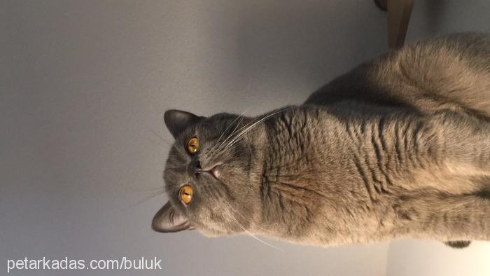 bulut Erkek British Shorthair