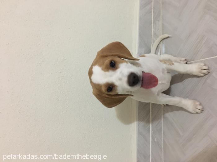 badem Dişi Beagle