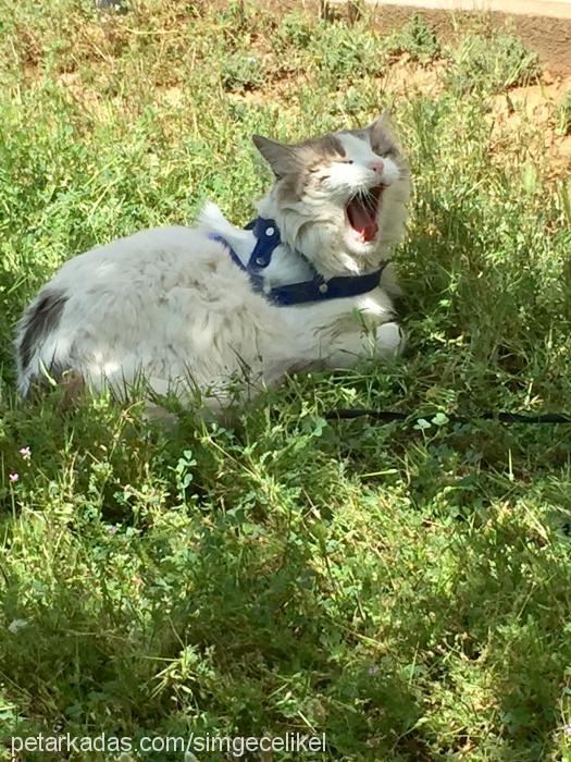 haşmet Erkek Tekir Kedi