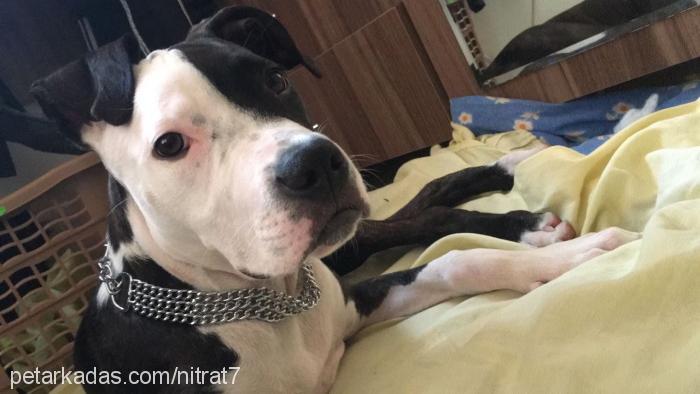 shila Dişi Amerikan Pitbull Terrier