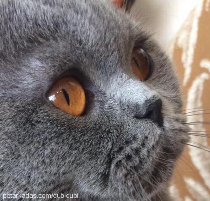 duman Erkek Scottish Fold