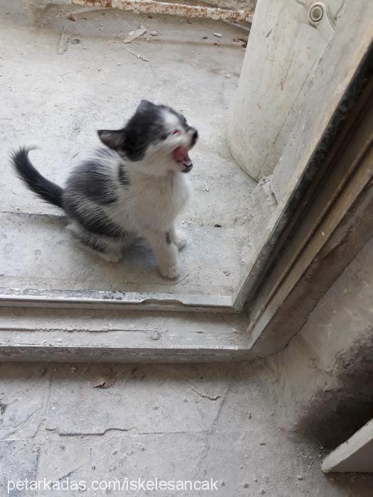 tatlıbebekler Dişi Tekir Kedi