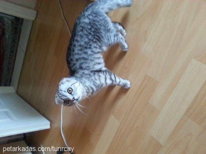 lucy Dişi Scottish Fold