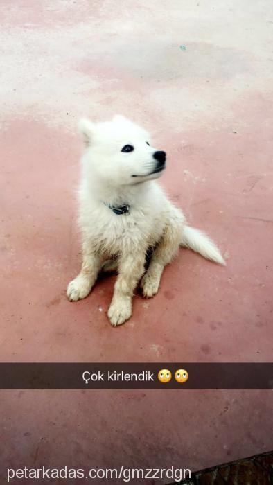 puki Erkek Samoyed