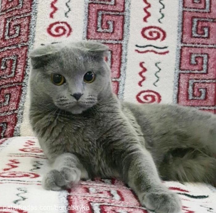 maya Dişi Scottish Fold