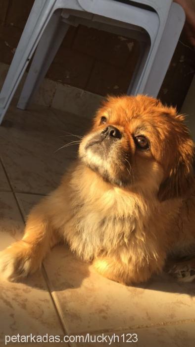 lucky Erkek Pekingese