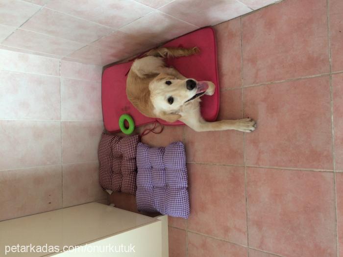 wolk Dişi Golden Retriever