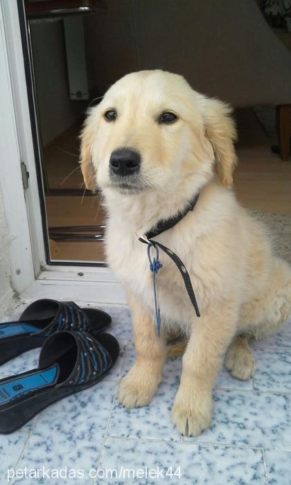 poyraz Erkek Golden Retriever