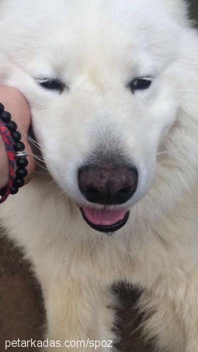 rıfkı Erkek Samoyed