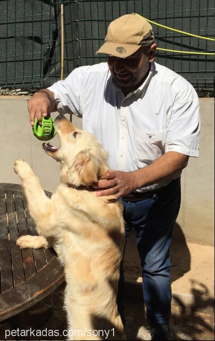 sony Dişi Golden Retriever