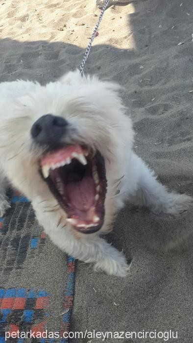 latte Erkek West Highland White Terrier