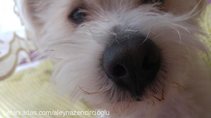 latte Erkek West Highland White Terrier