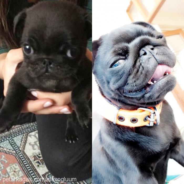 alex Erkek Pug