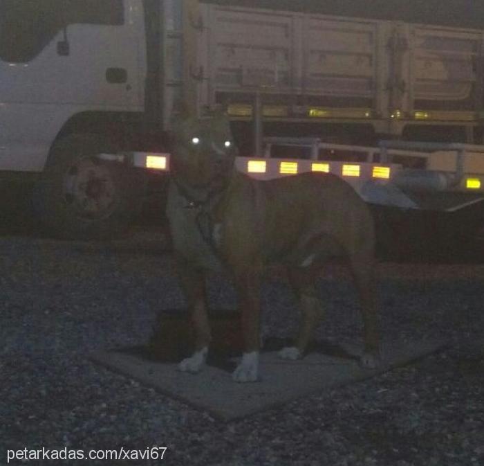 boris Erkek Amerikan Pitbull Terrier