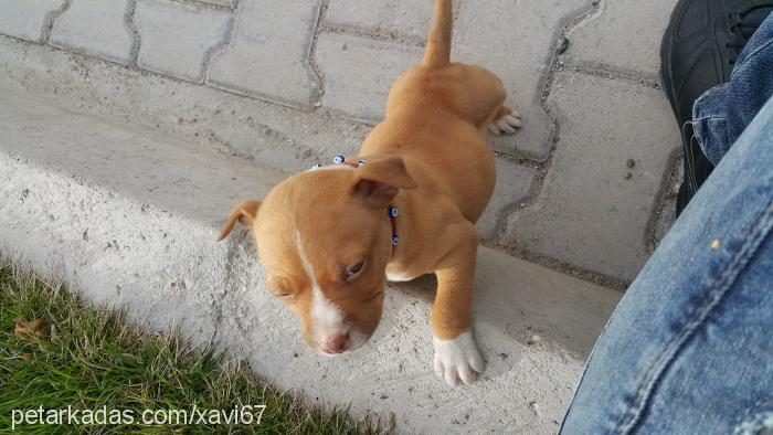 boris Erkek Amerikan Pitbull Terrier