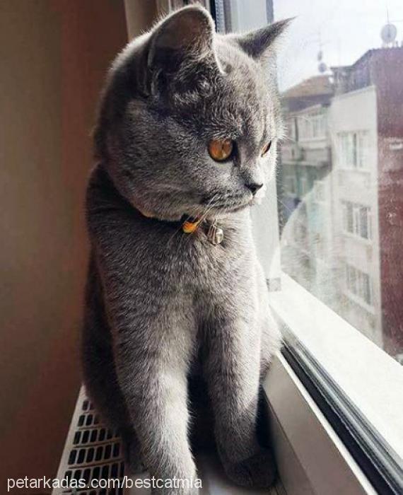 bestcatmia Dişi British Shorthair