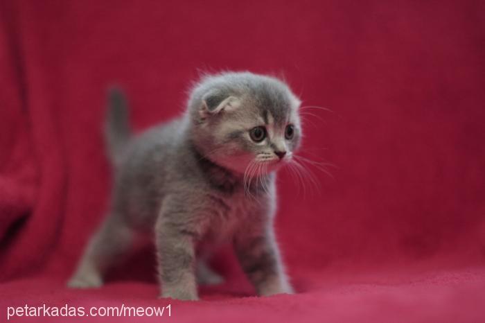 prens Erkek Scottish Fold