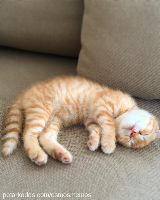 bıdık Erkek Scottish Fold