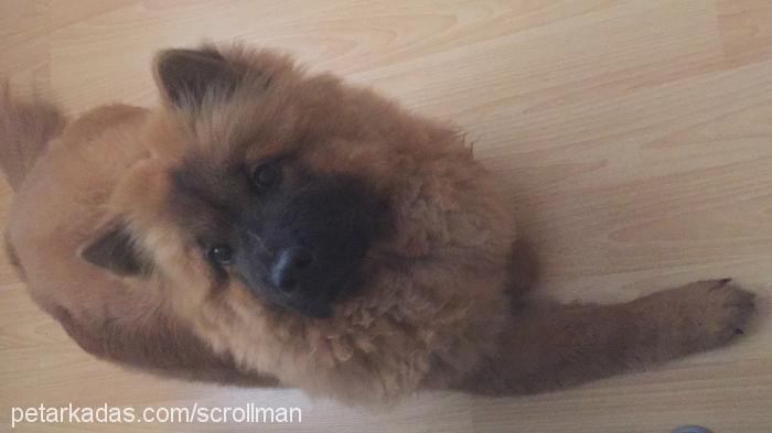 cocochanel Dişi Chow Chow