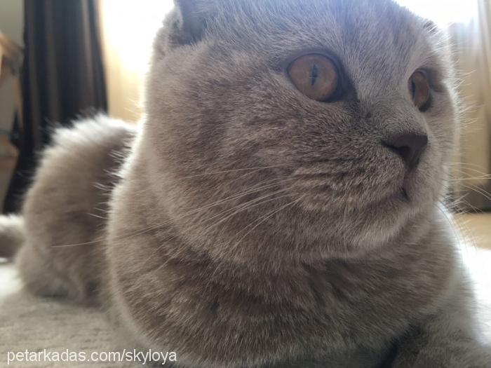 loya Dişi Scottish Fold