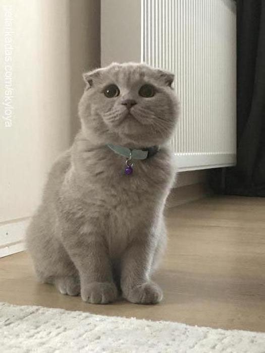 loya Dişi Scottish Fold