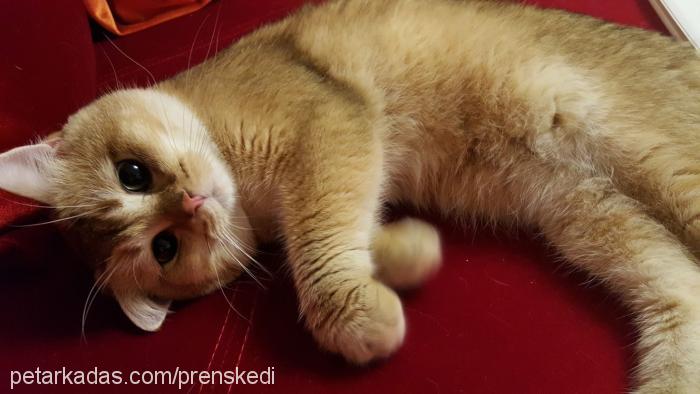 prens Erkek British Shorthair