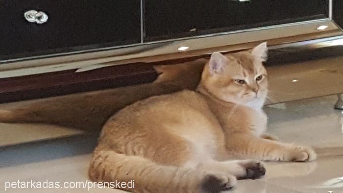 prens Erkek British Shorthair