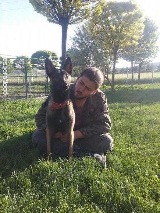 emma Dişi Belçika Malinois