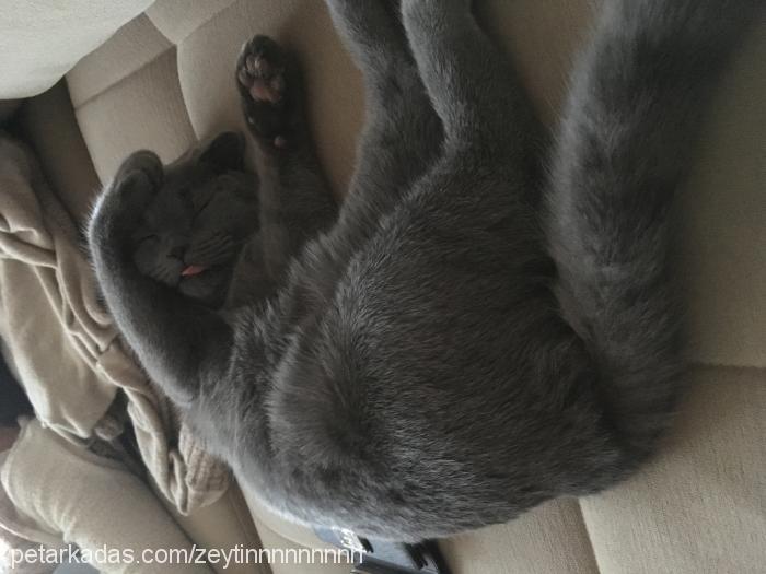 zeytin Dişi Scottish Fold