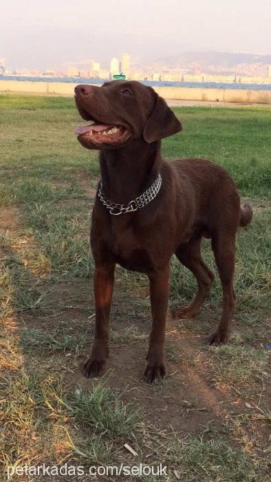 whiskey Erkek Labrador Retriever