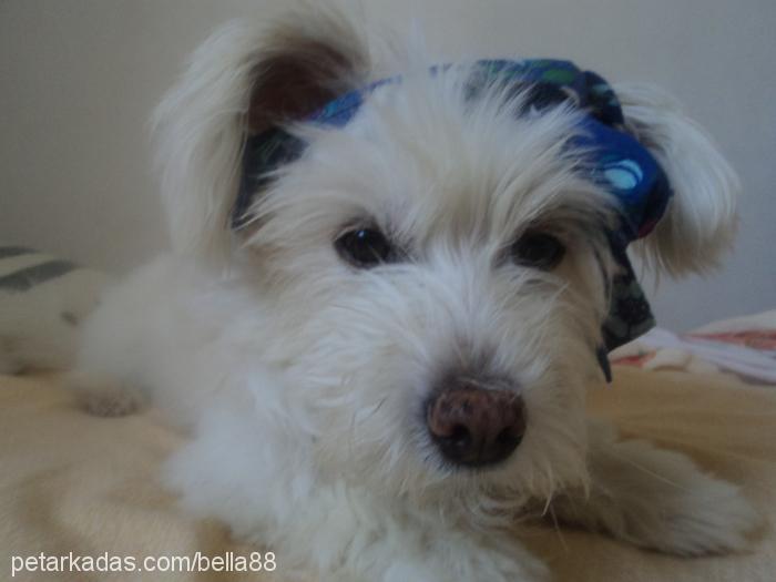bella Dişi West Highland White Terrier