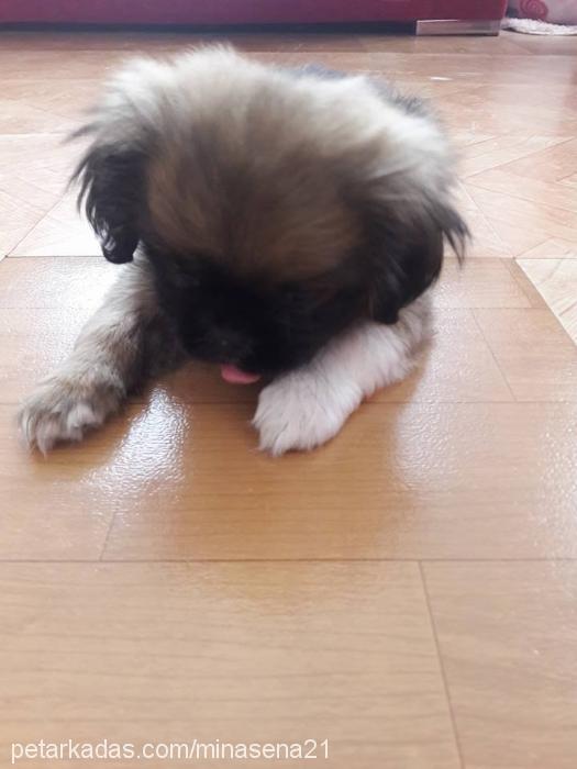 2aylıkpekınezac Erkek Pekingese