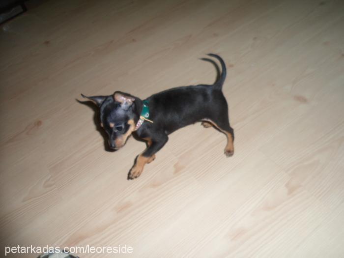 leo#128054 Erkek Minyatür Pinscher