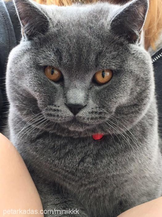 minik Erkek British Shorthair