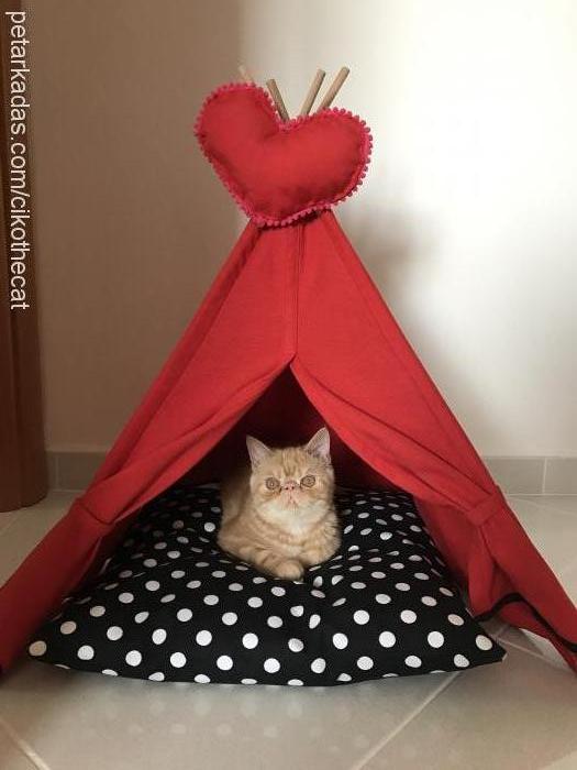 Çiko Erkek Exotic Shorthair