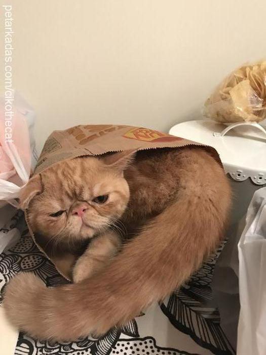 Çiko Erkek Exotic Shorthair