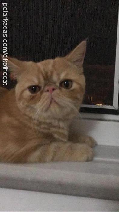 Çiko Erkek Exotic Shorthair