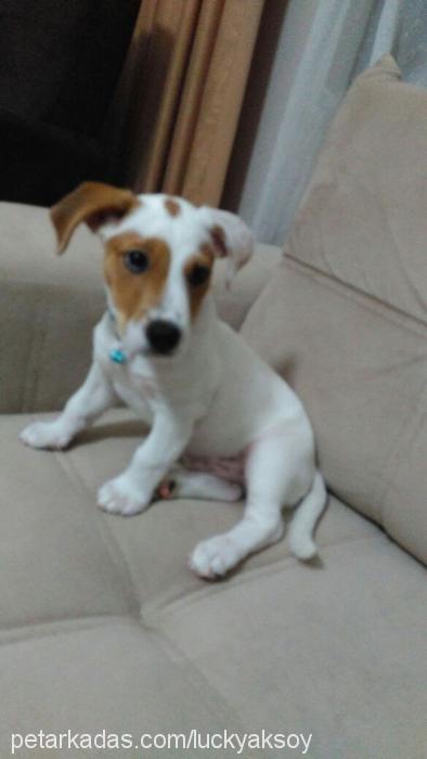 lucky Erkek Jack Russell Terrier