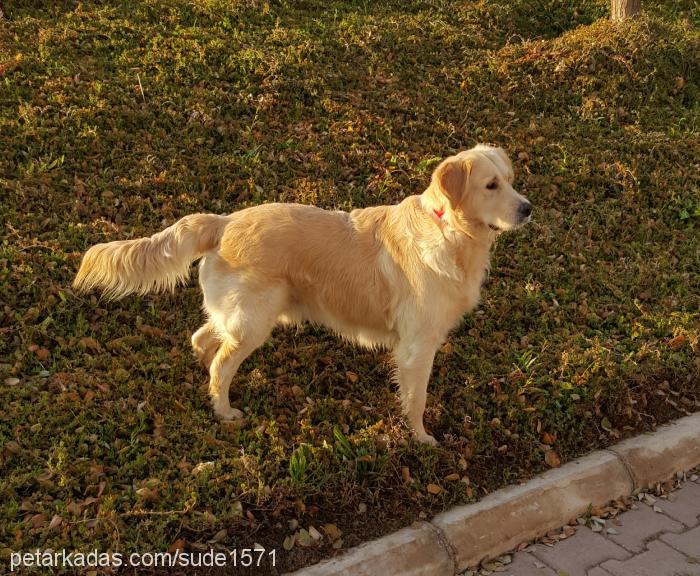 rüzgar Erkek Golden Retriever