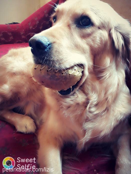 lİza Dişi Golden Retriever