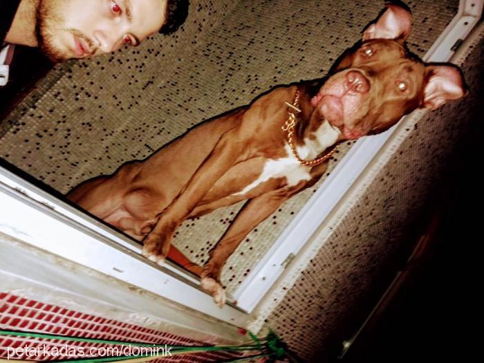 dominic Erkek Amerikan Pitbull Terrier