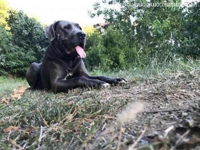 bono Erkek Cane Corso Italiano