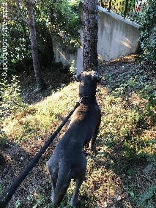 bono Erkek Cane Corso Italiano