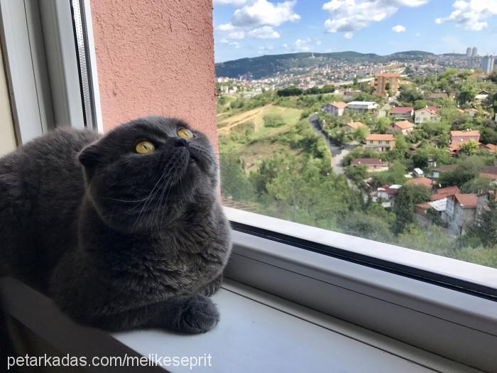 luckyseprit Erkek Scottish Fold