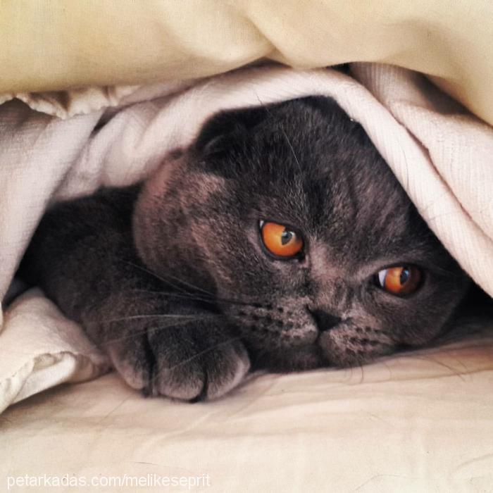 luckyseprit Erkek Scottish Fold