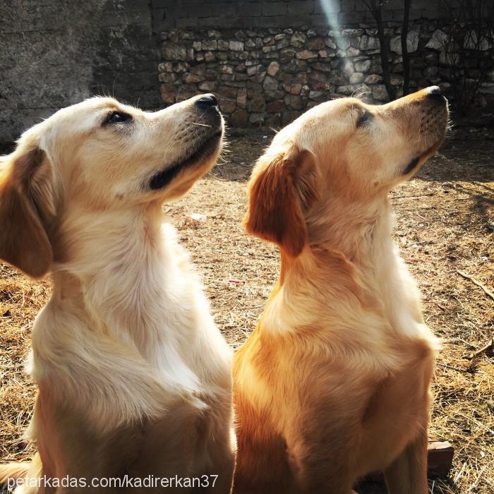 egovezeus Erkek Golden Retriever